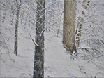 Sternwald 2 (Winter), 2017, Öl auf Leinwand, 30 x 40 cm