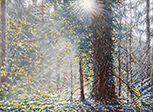 Sternwald 7, 2020, Öl auf Leinwand, 30 x 40 cm